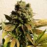 заказ семян конопли Ganesh Spirit regular Ganja Seeds
