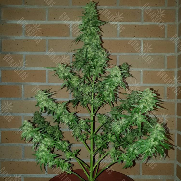 семена конопли скороспелый купить Auto Buddha Magnum feminised Buddha Seeds семена конопли скороспелый купить Auto Buddha Magnum feminised Buddha Seeds