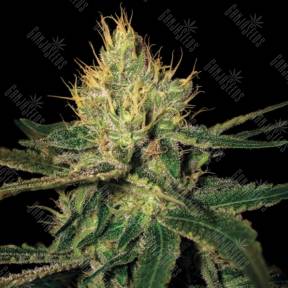 Cannalope Haze regular DNA Genetics