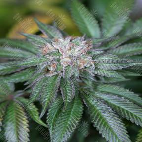 Master Kush feminised Humboldt Seeds