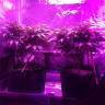 семена индийской конопли Master Kush feminised Humboldt Seeds семена индийской конопли Master Kush feminised Humboldt Seeds