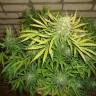 семена каннабиса Auto Big Devil #2 feminised Sweet Seeds семена каннабиса Auto Big Devil #2 feminised Sweet Seeds