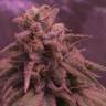 где заказать семена конопли Ice Cool feminised Sweet Seeds