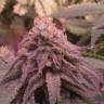 семена конопли наложенным платежом Ice Cool feminised Sweet Seeds