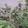 Gorilla Zkittlez feminised Ganja Seeds Gorilla Zkittlez feminised Ganja Seeds
