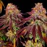 Семена каннабиса Auto Mimosa feminised GanjaSeeds купить Семена каннабиса Auto Mimosa feminised GanjaSeeds купить