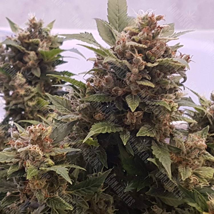 регулярные семена конопли купить Auto Big Devil regular