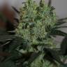 семена сортовой конопли Ladyburn 1974 feminised Green House Seeds