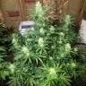 Glueberry O.G. feminised Dutch Passion Seeds Glueberry O.G. feminised Dutch Passion Seeds