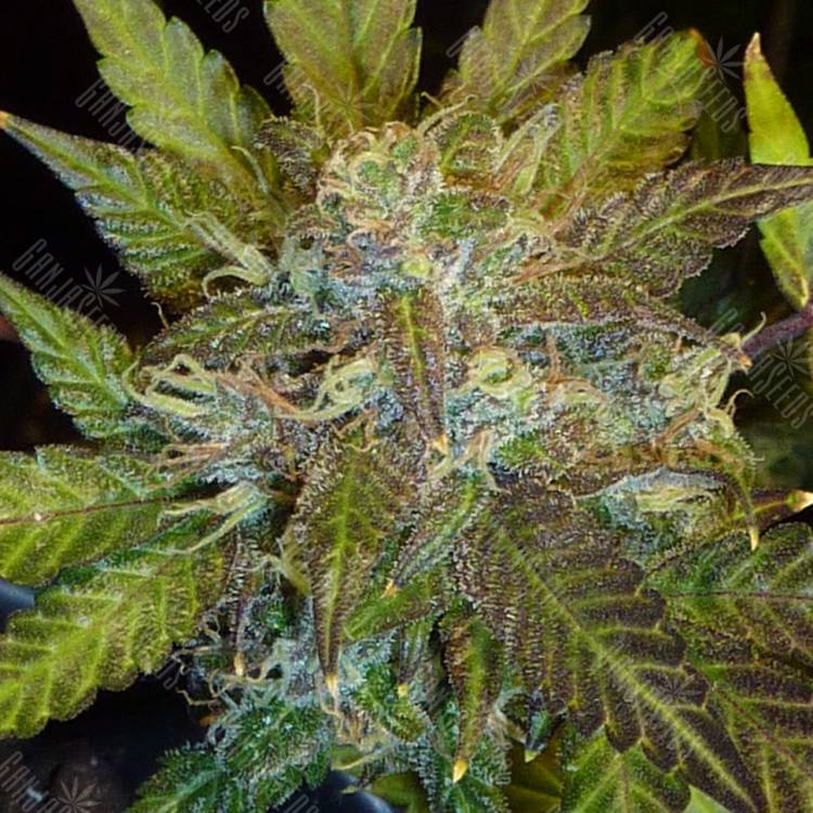 купить в России семена семена Auto Kush'N'Cheese feminised купить в России семена семена Auto Kush'N'Cheese feminised