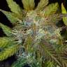 купить в России семена семена Auto Kush'N'Cheese feminised купить в России семена семена Auto Kush'N'Cheese feminised