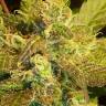 заказать семена Auto Kush'N'Cheese feminised заказать семена Auto Kush'N'Cheese feminised