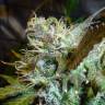 заказать почтой Auto Kush'N'Cheese feminised заказать почтой Auto Kush'N'Cheese feminised
