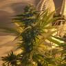 семена конопли почтой Green Poison regular Ganja Seeds семена конопли почтой Green Poison regular Ganja Seeds