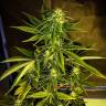 семена индийской конопли Auto Russian Rocket Fuel regular
