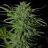 семена конопли индика Auto Russian Rocket Fuel regular