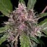 где можно заказать семена конопли Auto Crystal Meth feminised Fast Buds где можно заказать семена конопли Auto Crystal Meth feminised Fast Buds