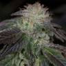семена конопли интернет магазин OG Kush feminised Humboldt Seeds