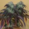 семена конопли феминизированные OG Kush feminised Humboldt Seeds