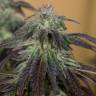 качественные семена конопли OG Kush feminised Humboldt Seeds