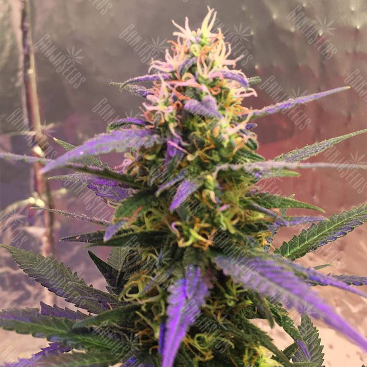 семена конопли марихуаны Auto Short Rider feminised Nirvana Seeds семена конопли марихуаны Auto Short Rider feminised Nirvana Seeds