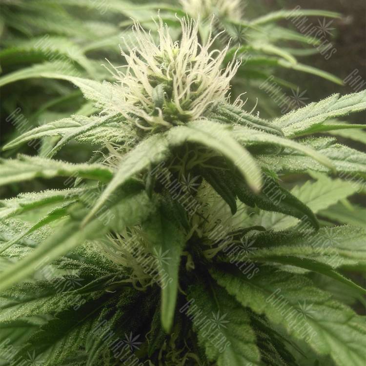семена индийской конопли Original Cheese feminised Paradise Seeds семена индийской конопли Original Cheese feminised Paradise Seeds