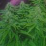 семена конопли наложенным платежом Original Cheese feminised Paradise Seeds семена конопли наложенным платежом Original Cheese feminised Paradise Seeds