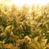 Pablo Escobar feminised Ganja Seeds
