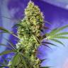 семена конопли с доставкой Auto Hell's Angel OG feminised
