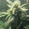 Семена марихуаны Auto Hell’s Angel OG feminised Ganja Seeds заказать