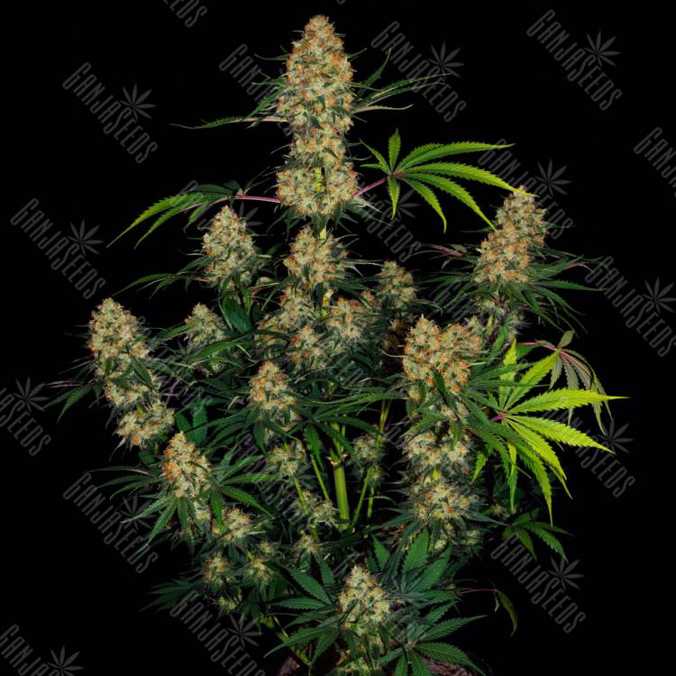 семена конопли для курения Auto Hindu Kush feminised