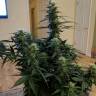 семена конопли в оригинальных упаковках Anesthesia regular Ganja Seeds