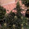 где заказать семена конопли Anesthesia regular Ganja Seeds