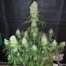 урожайные семена конопли Arjan's Haze 2 feminised Green House Seeds