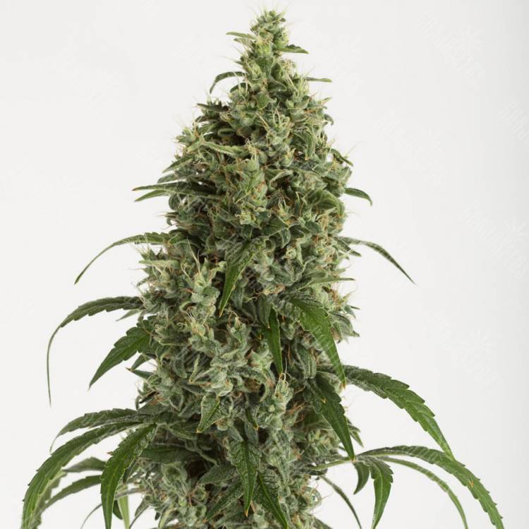 купить семена конопли Auto Moby Dick feminised