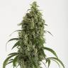 купить семена конопли Auto Moby Dick feminised