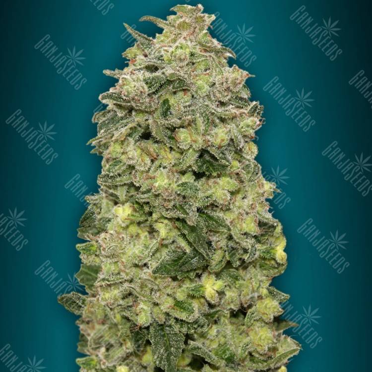 хорошие семена конопли Auto Afghan Skunk feminised Advanced Seeds