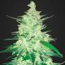семена конопли Москва Auto CBD Crack feminised Fast Buds
