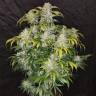 семена конопли Спб Auto CBD Crack feminised Fast Buds