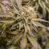 семена конопли в оригинальных упаковках OGKZ feminised Humboldt Seeds