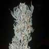 урожайные семена конопли OGKZ feminised Humboldt Seeds