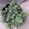 семена индийской конопли Auto Swiss Cheese feminised Nirvana Seeds
