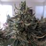 мощные семена конопли Auto Swiss Cheese feminised Nirvana Seeds