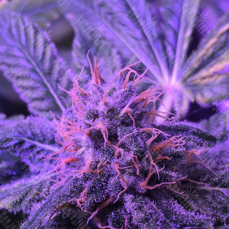 семена конопли Shining Silver Haze feminised Royal Queen семена конопли Shining Silver Haze feminised Royal Queen