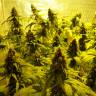 Семена конопли Auto Mohan Ram feminised Ganja Seeds