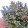 Качественные и дешёвые семена Gorilla Girl feminised Ganja Seeds Fast Version