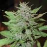 семена конопли медицинской Auto Lemon Skunk feminised