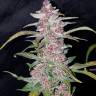 Havok feminised GanjaVIP Seeds Havok feminised GanjaVIP Seeds