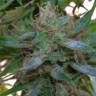 семена конопли наложенным платежом Arjan's Haze 3 feminised Green House Seeds семена конопли наложенным платежом Arjan's Haze 3 feminised Green House Seeds