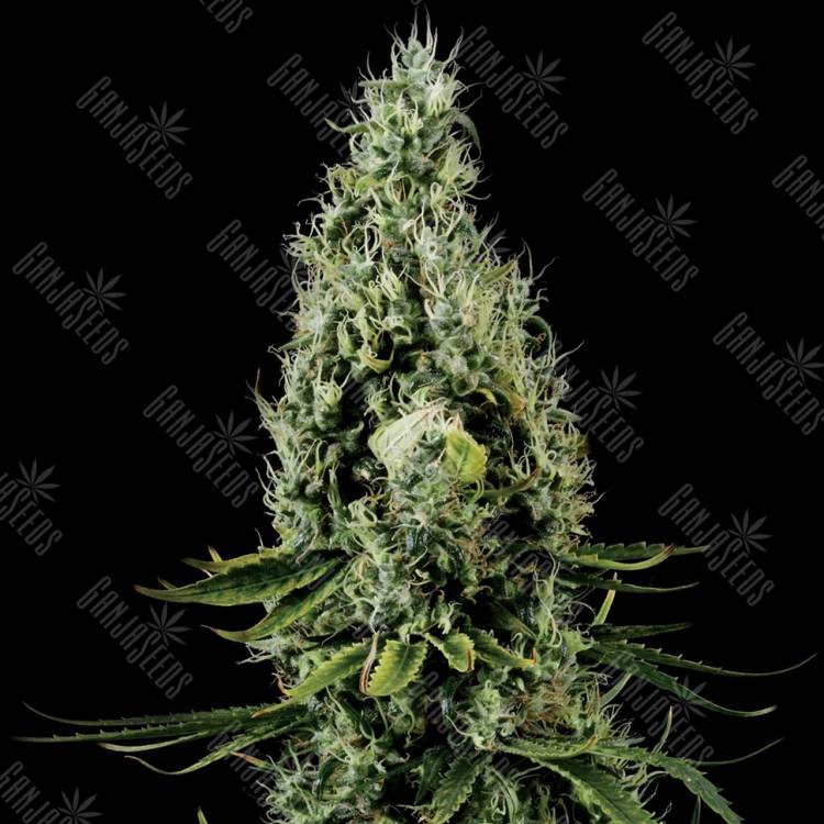 заказ семян конопли Arjan's Haze 3 feminised Green House Seeds заказ семян конопли Arjan's Haze 3 feminised Green House Seeds